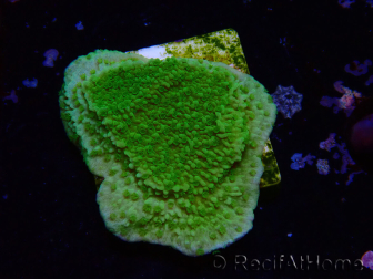WYSIWYG Montipora Plateau Jaune/Vert 1G5
