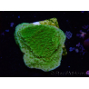 WYSIWYG Yellow/Green Montipora Plateau
