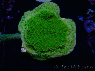 WYSIWYG Montipora Plateau Jaune/Vert