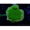 WYSIWYG Montipora Plateau Jaune/Vert 1G6