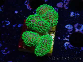 WYSIWYG Stylophora Rose polypes vert fluo 1H2