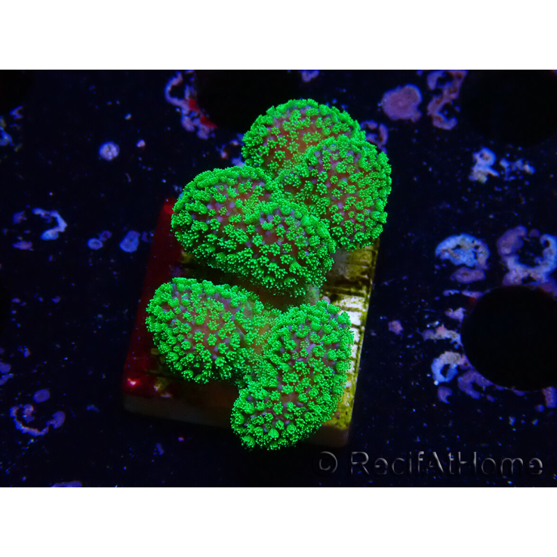 WYSIWYG Stylophora Rose polypes vert fluo 1H2