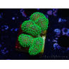 WYSIWYG Stylophora Rose with fluorescent green polyps