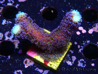 WYSIWYG Stylophora milka 1I2