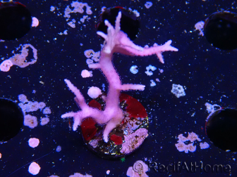 WYSIWYG Seriatopora histrix rose