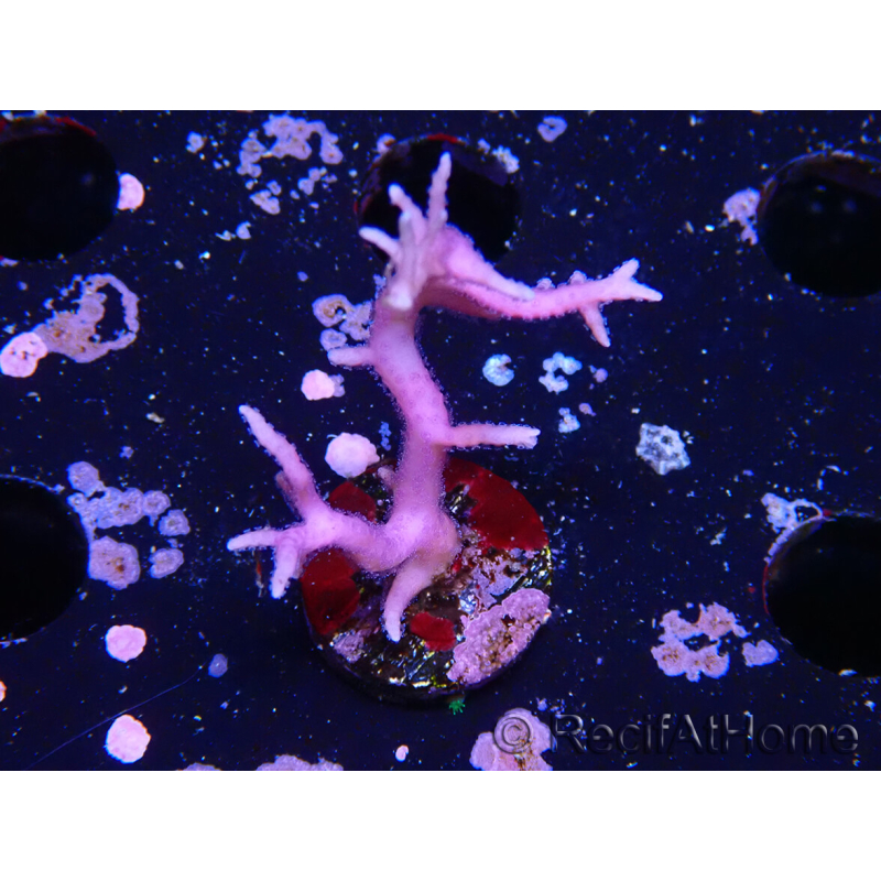 WYSIWYG Seriatopora histrix rosa