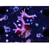 WYSIWYG Seriatopora histrix rose