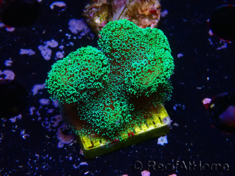 WYSIWYG Stylophora Verde Fluo