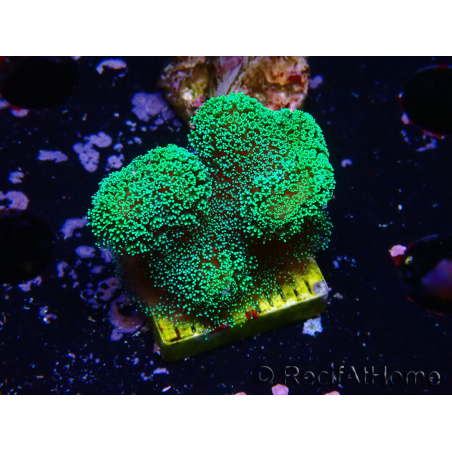 WYSIWYG Stylophora Green Fluo 1K1