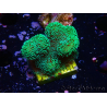 WYSIWYG Stylophora Verde Fluo