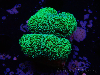 WYSIWYG Stylophora Grün Fluo