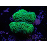 WYSIWYG Stylophora Green Fluo