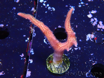 WYSIWYG Seriatopora caliendrum Pink 1M1