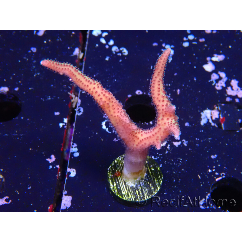 WYSIWYG Seriatopora caliendrum Pink