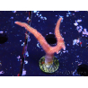 WYSIWYG Seriatopora caliendrum Pink