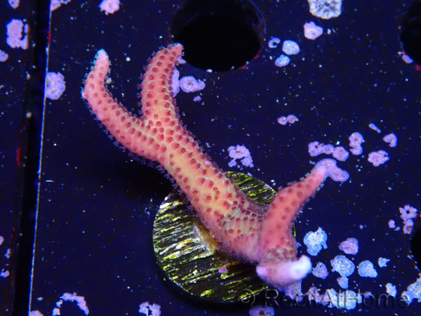 WYSIWYG Seriatopora caliendrum Pink