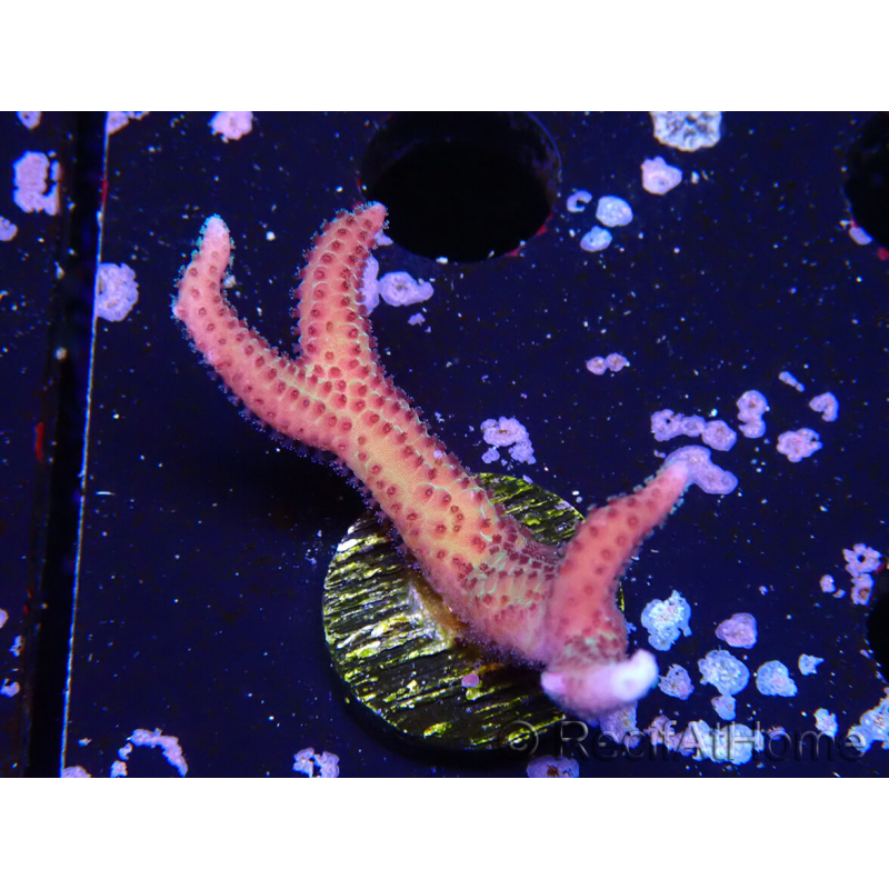 WYSIWYG Seriatopora caliendrum Pink