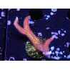 WYSIWYG Seriatopora caliendrum Pink
