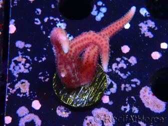 WYSIWYG Seriatopora caliendrum Rosa