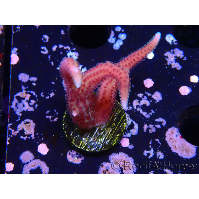 WYSIWYG Seriatopora caliendrum Rosa