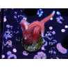 WYSIWYG Seriatopora caliendrum Pink