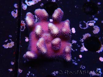 WYSIWYG Stylophora Purple Thin Branch