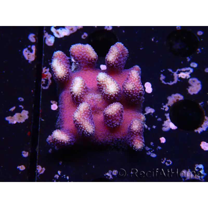 WYSIWYG Stylophora Púrpura Rama Delgada