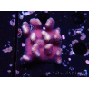 WYSIWYG Stylophora Purple Thin Branch