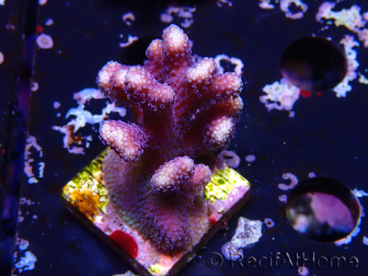 WYSIWYG Stylophora Viola Ramo Sottile