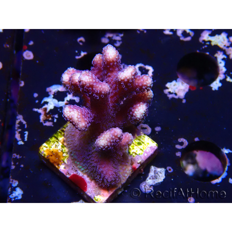 WYSIWYG Stylophora Purple Thin Branch 1M6