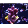 WYSIWYG Stylophora Viola Ramo Sottile