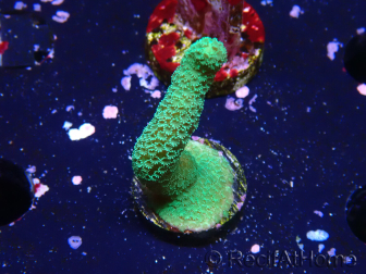 WYSIWYG- Montipora digitata verde