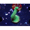 WYSIWYG- Montipora digitata grün