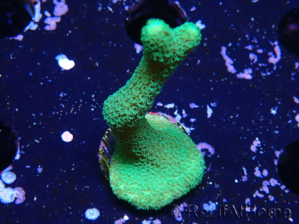 WYSIWYG- Montipora digitata vert