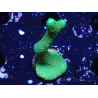 WYSIWYG- Montipora digitata grün