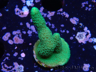 WYSIWYG - Montipora digitata grün