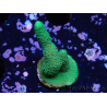 WYSIWYG - Montipora digitata grün