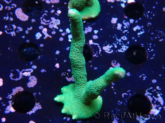 WYSIWYG - Montipora digitata verde