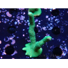 WYSIWYG- Montipora digitata vert 1N4