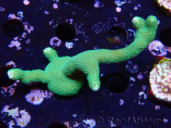 WYSIWYG - Green Montipora digitata