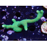 WYSIWYG - Green Montipora digitata
