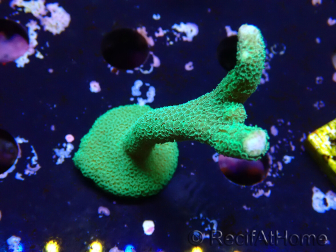WYSIWYG - Green Montipora digitata