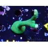 WYSIWYG - Montipora digitata verde