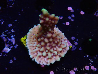 WYSIWYG Montipora undata