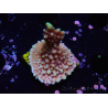 WYSIWYG Montipora undata