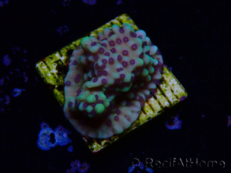 WYSIWYG Montipora undata