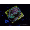 WYSIWYG Montipora undata