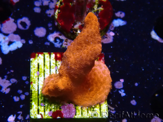 WYSIWYG red montipora grows red
