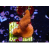 WYSIWYG Montipora rot wächst rot