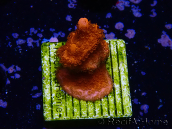 WYSIWYG montipora rosso cresce rosso